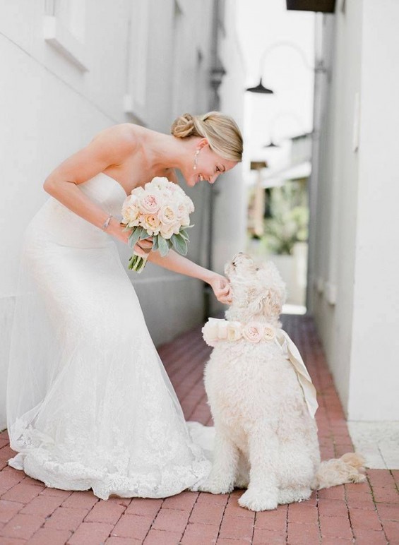 include your dog into your wedding day