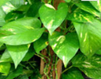 golden pothos plant