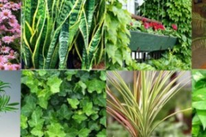 houseplants that clean indoor air