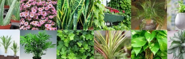 houseplants that clean indoor air